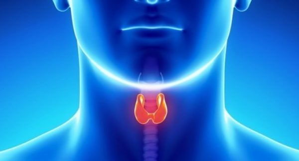 Male Thyroid Anatomy