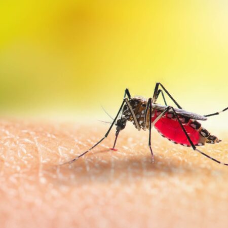 Aedes Mosquitoe Is Sucking Blood On Human Skin.