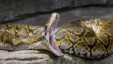 Reticulated Python Mouth Open
