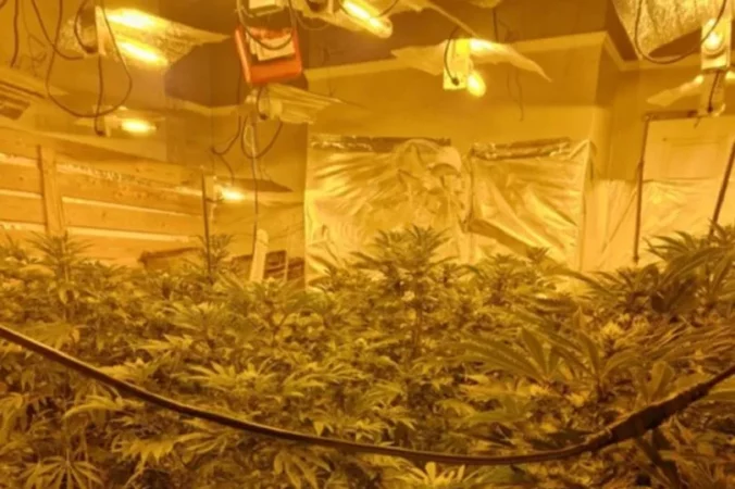 0 Cannabis Farm