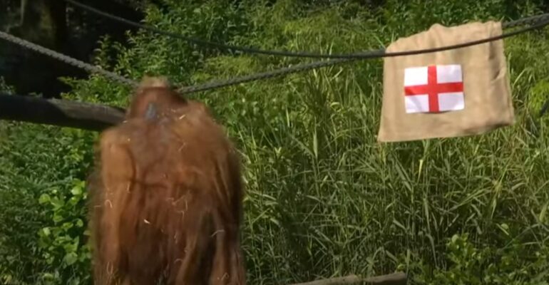 Orangutangu1