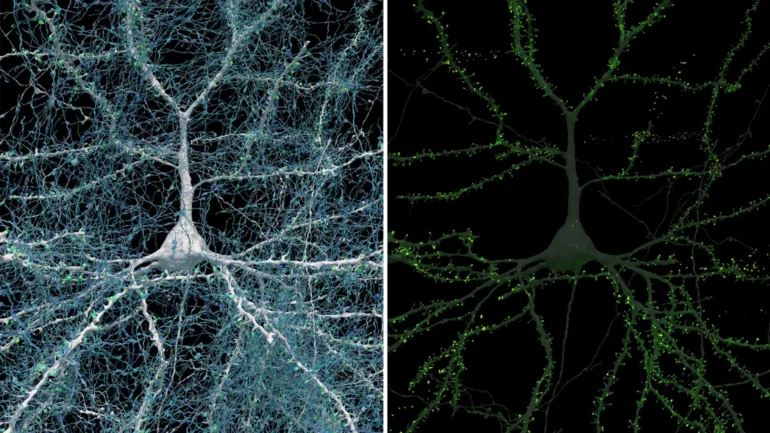 Excitatory Neuron With 5600 Excitatory Axons