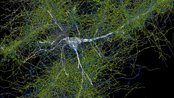 Excitatory Neuron With All Its Axons