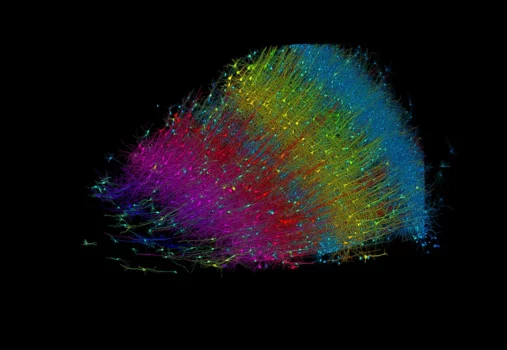 Six Layers Of Excitatory Neurons Colored By Depth