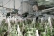 20240905 Cannabis Factory 2 Full Size.png.gallery