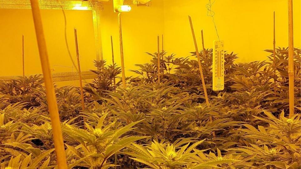 Cannabis Farm Ranworth Road.jpg.gallery