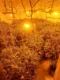 0 Cannabis Farm Found In Gateshead