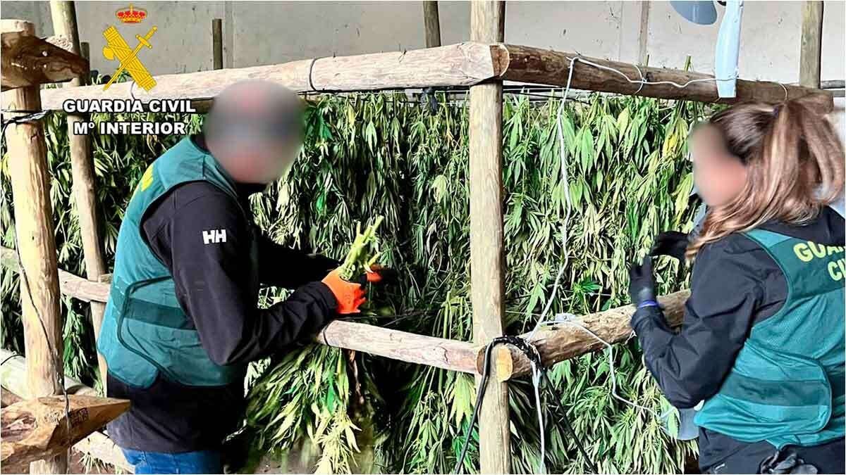 Zbulohet plantacioni me marihuanë, arrestohen shqiptarët dhe peruani/ Detajet