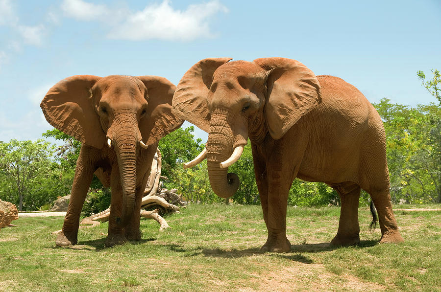 Two African Elephants Texphoto