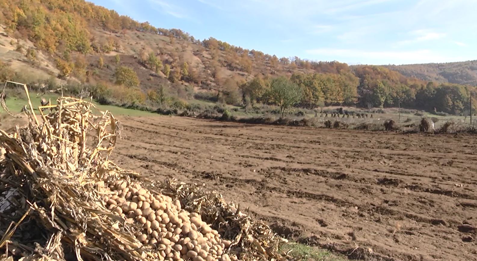 “Do ta hedhim prodhimin në përrua, nuk mbulojmë dot as kostot e prodhimit”/ Dhjetëra kuintal patate mbeten pa shitur në Bllacë të Dibrës