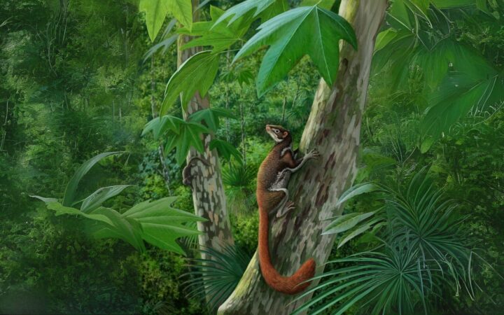 62 Million Year Old Fossil Reshapes Story Of Mammals Evolution After Dinosaurs 1536x960