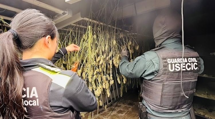 Marijuana Spanje