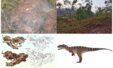 New Carnivorous Dinosaur Uncovered In China Yuanmouraptor Could Hold The Key To Understanding Jurassic Predators 1536x931