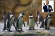 Pinguine