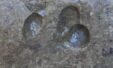 Scientists Stumble Upon 165 Million Year Old Dinosaur Footprints While Filming In Sardinia 1536x931