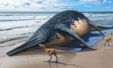Worlds Largest Marine Reptile Discovered By 11 Year Old Girland Its 82 Feet Long 1536x931